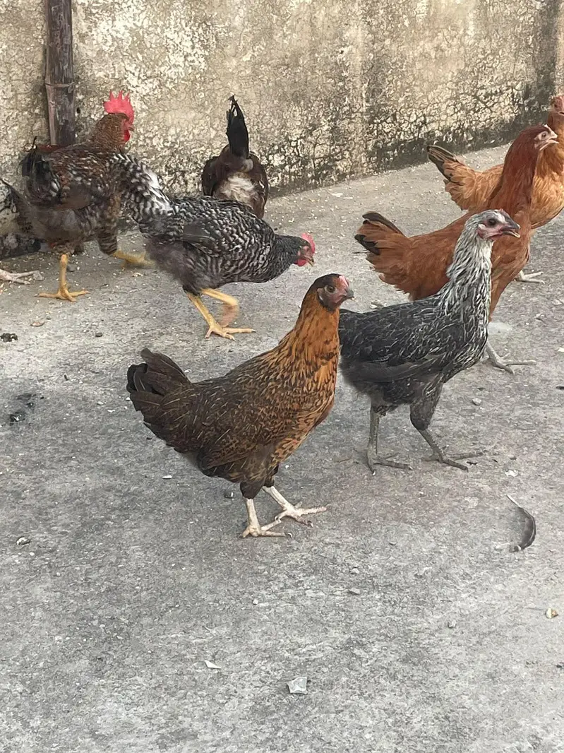ando wali murghiya fresh stater murghiya fresh eggs or murgha ha — photo 12