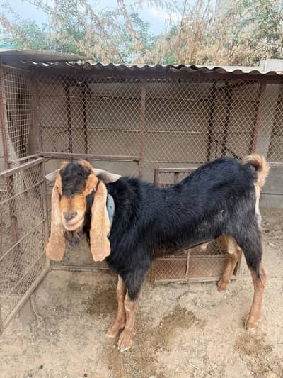 Bakra sail