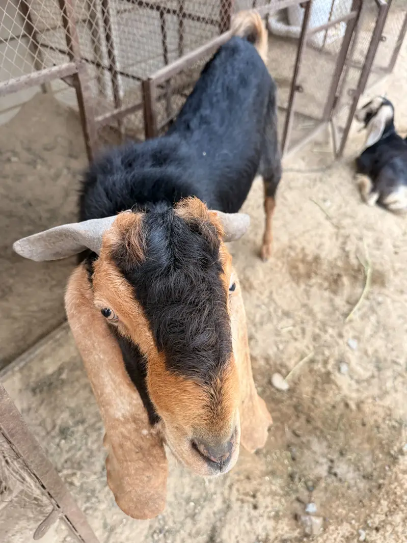 Bakra sail — photo 2