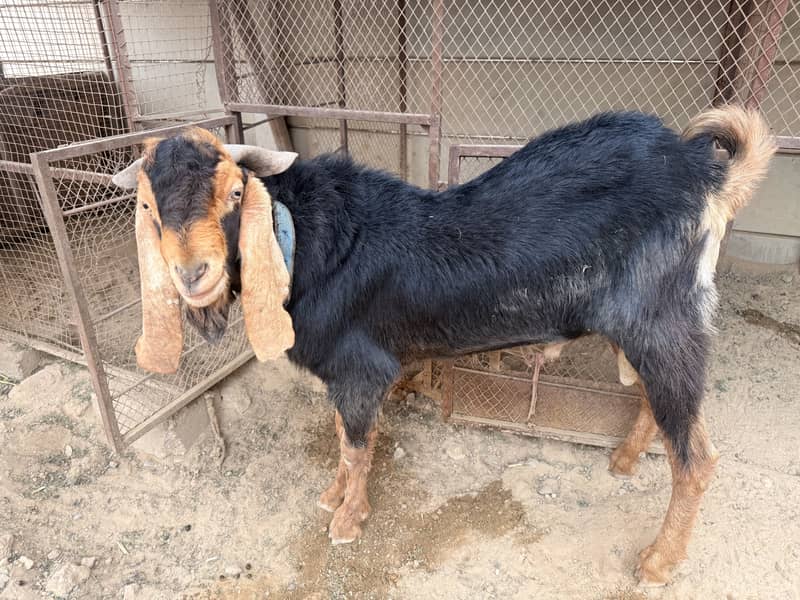 Bakra sail 2