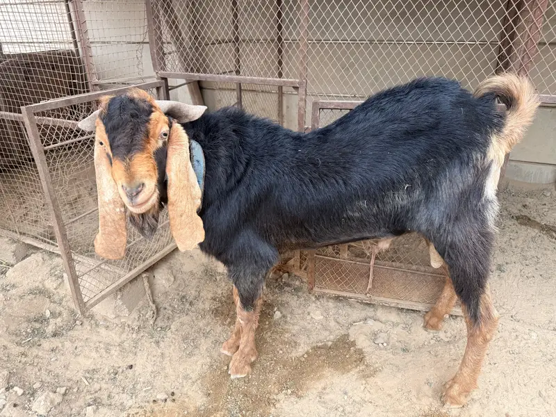 Bakra sail — photo 3