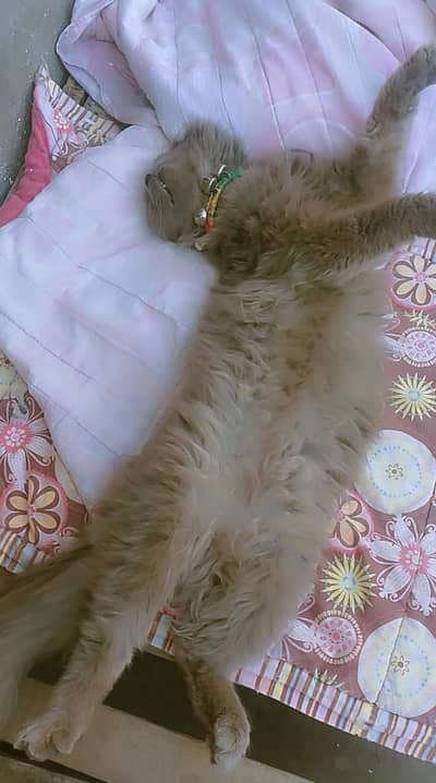 persian cat pair