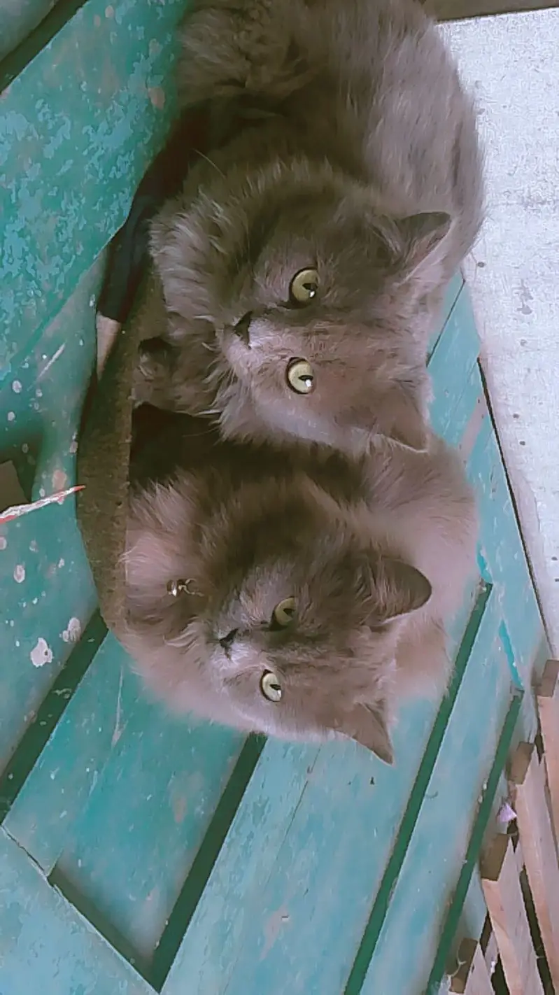 persian cat pair — photo 6