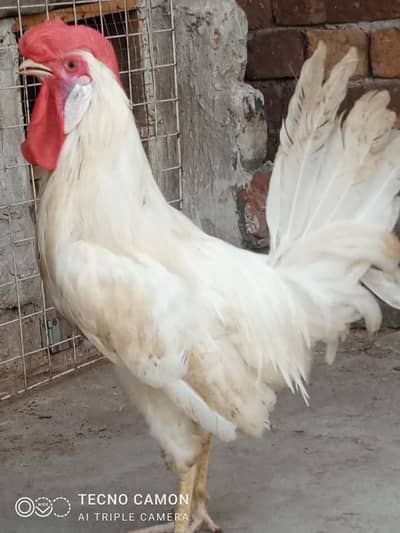 White murga aur golden murgi (0346-4083545)
