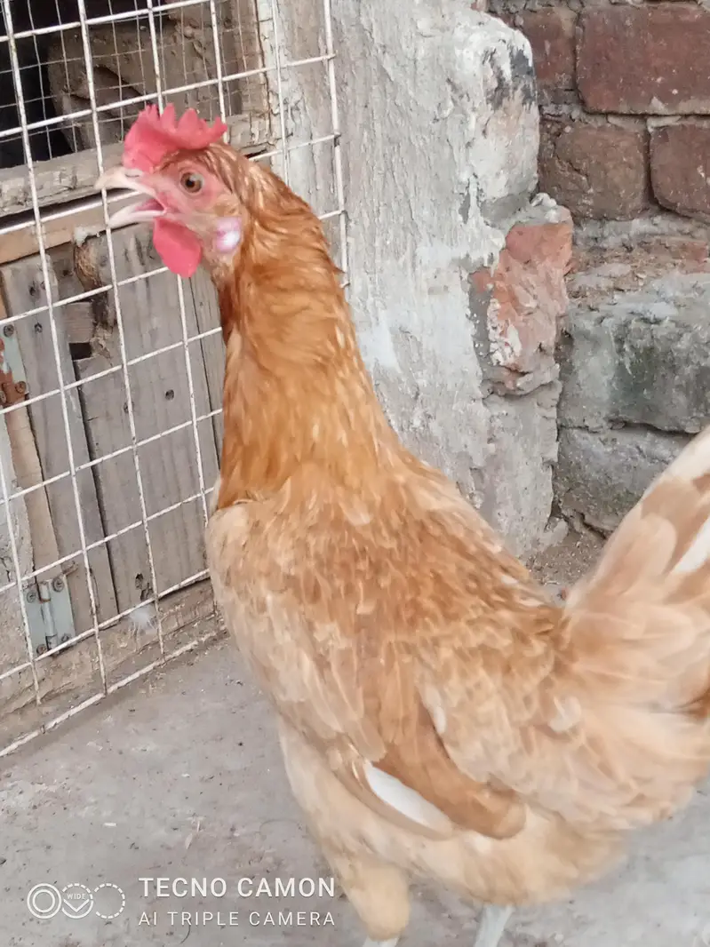 White murga aur golden murgi (0346-4083545) — photo 2
