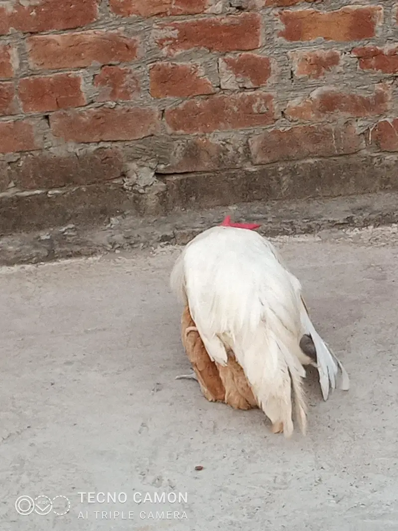White murga aur golden murgi (0346-4083545) — photo 3