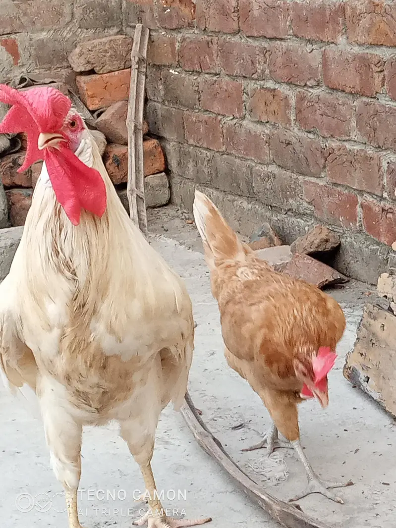 White murga aur golden murgi (0346-4083545) — photo 4