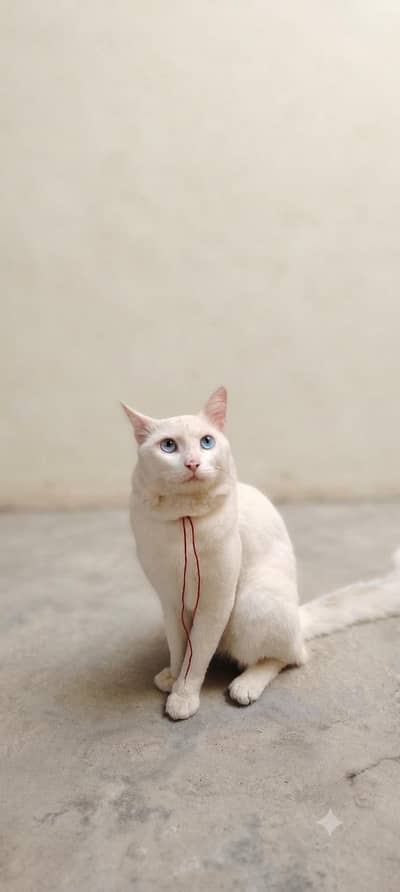cat white and blue eyes