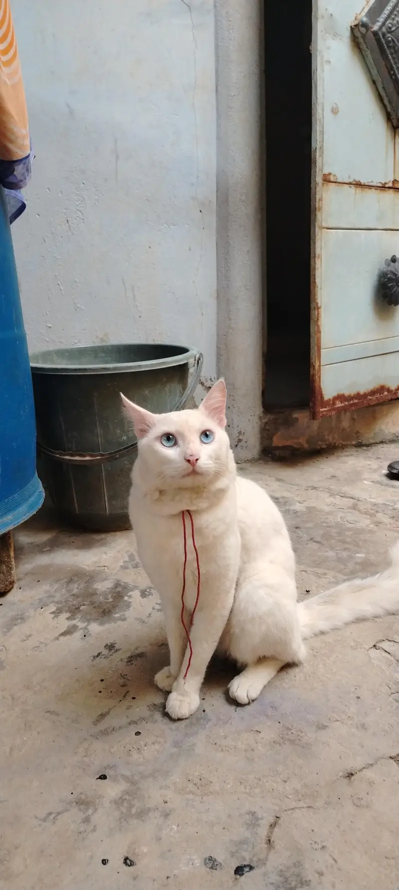 cat white and blue eyes — photo 3