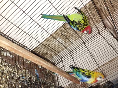 Rosella Parrot Beautiful Pair for sale