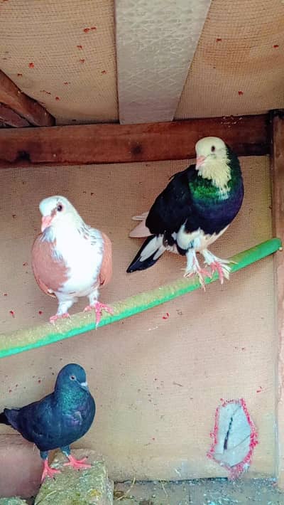Pure Sherazi Pigeons Pair For Sale - Rs 2000. watsapp number03206251816
