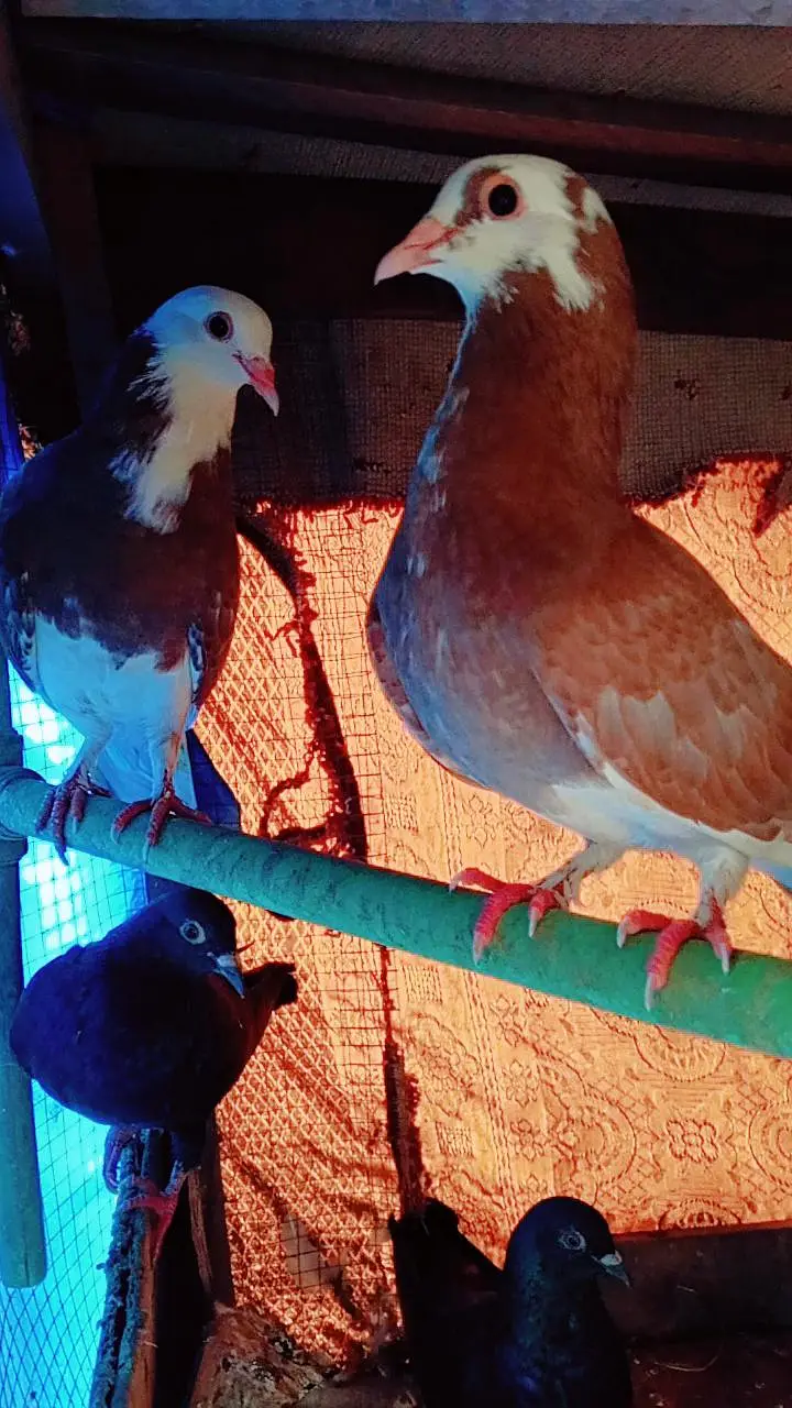 Pure Sherazi Pigeons Pair For Sale - Rs 2000. watsapp number03206251816 — photo 2