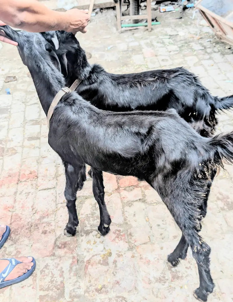 ماشاءاللہ بہت ہی ہیلدی اور ایک ٹیوب بکرے قربانی کے لیے کھیرے گھر کے پ — photo 2