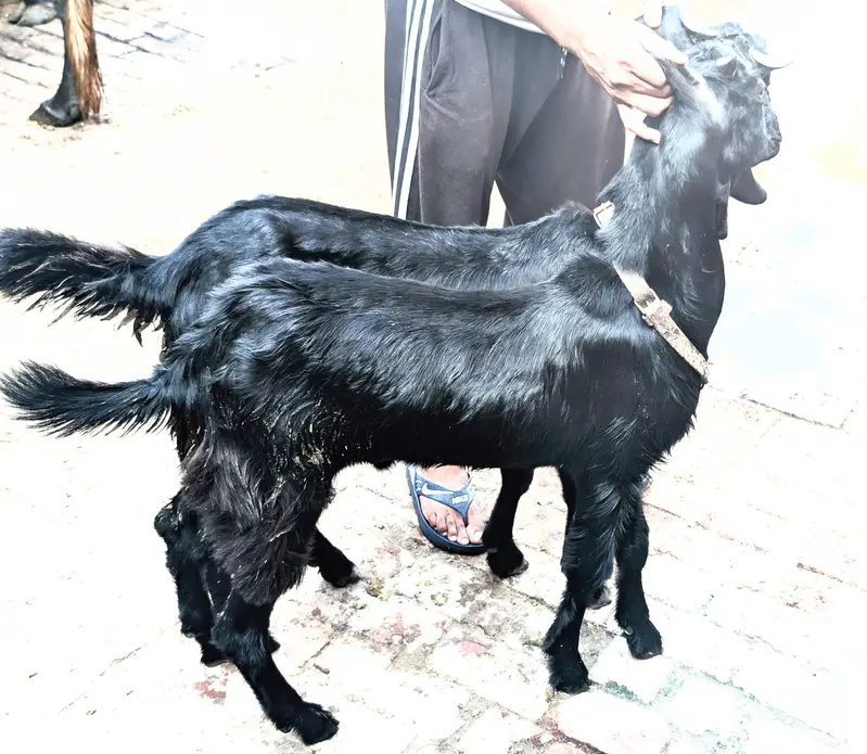 ماشاءاللہ بہت ہی ہیلدی اور ایک ٹیوب بکرے قربانی کے لیے کھیرے گھر کے پ — photo 4