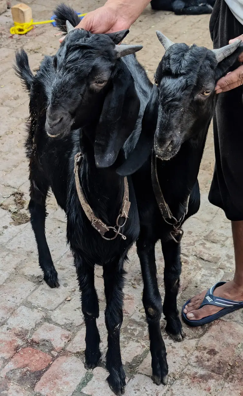 ماشاءاللہ بہت ہی ہیلدی اور ایک ٹیوب بکرے قربانی کے لیے کھیرے گھر کے پ — photo 5