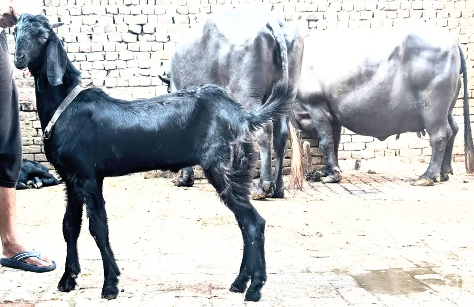 ماشاءاللہ بہت ہی ہیلدی اور ایک ٹیوب بکرے قربانی کے لیے کھیرے گھر کے پ — photo 6