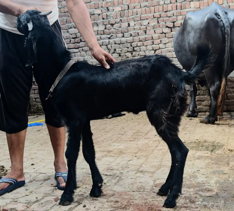ماشاءاللہ بہت ہی ہیلدی اور ایک ٹیوب بکرے قربانی کے لیے کھیرے گھر کے پ — photo 7