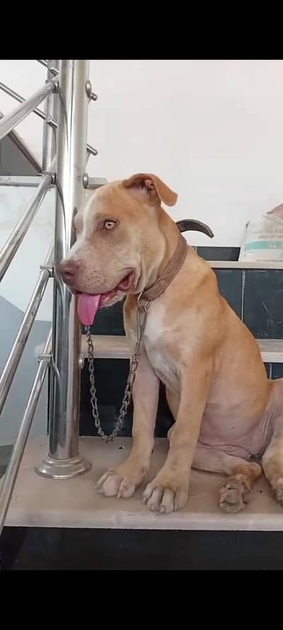 Pitbul good breed not cross