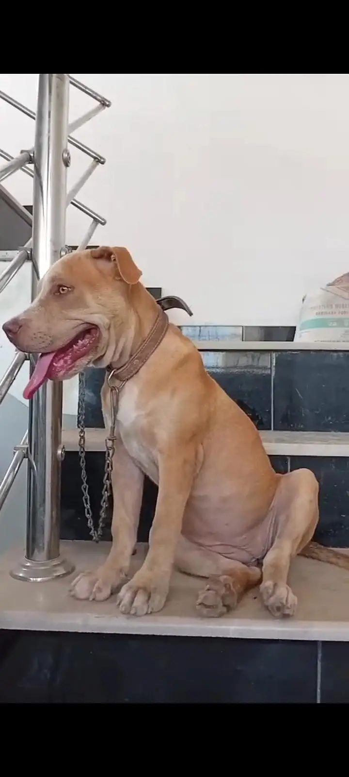 Pitbul good breed not cross — photo 2