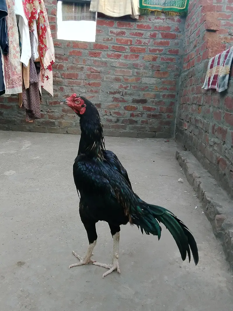 Home Breed Aseel — photo 2