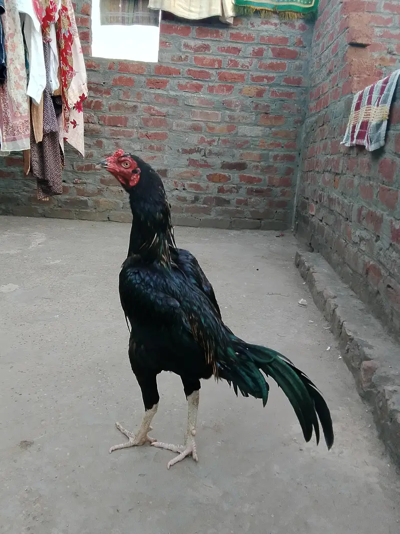 Home Breed Aseel — photo 3
