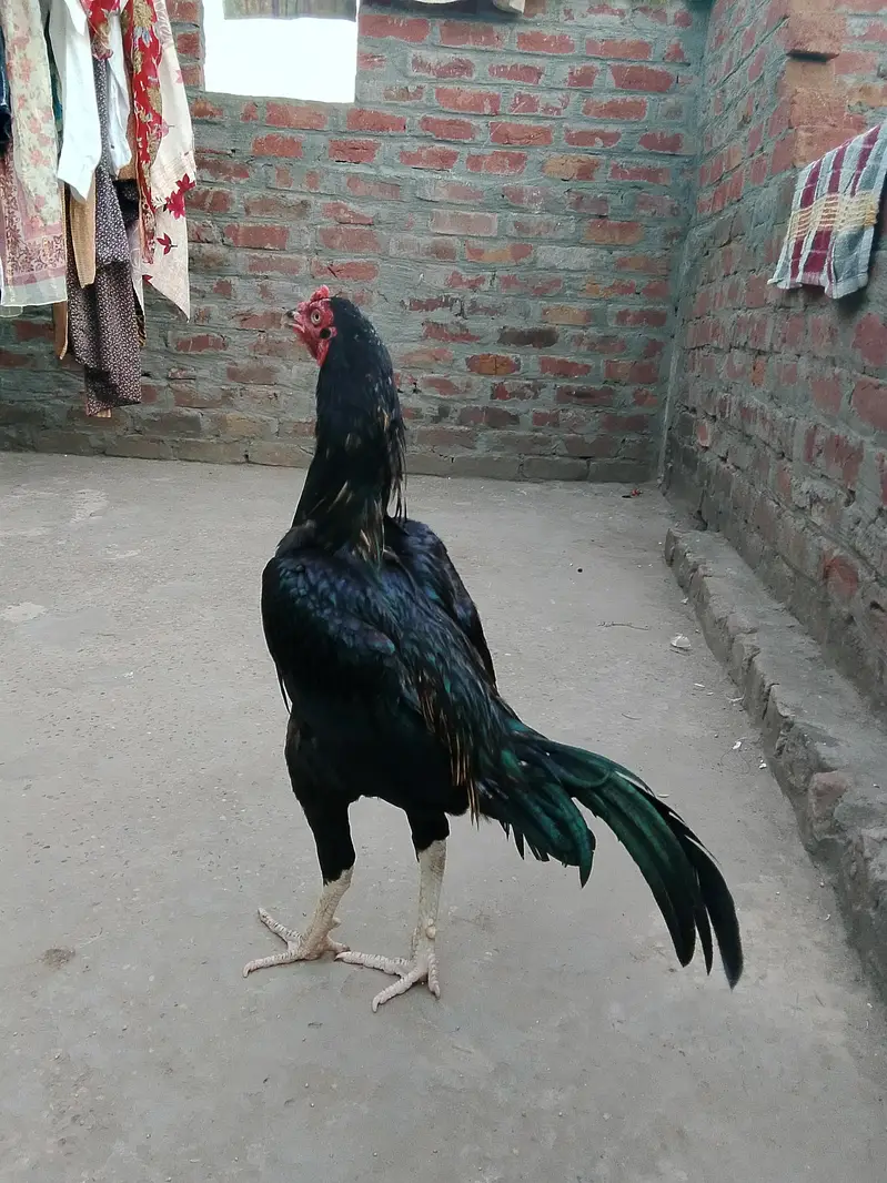 Home Breed Aseel — photo 4