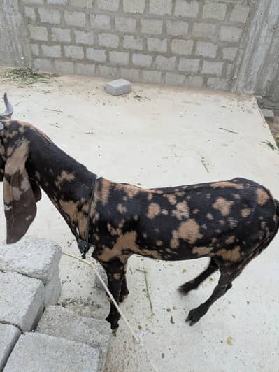 2 dant khassi bakry