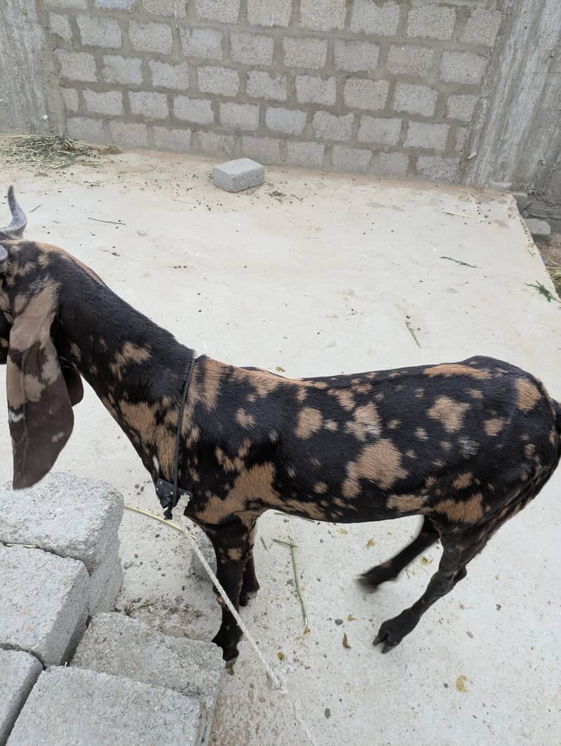 2 dant khassi bakry 0