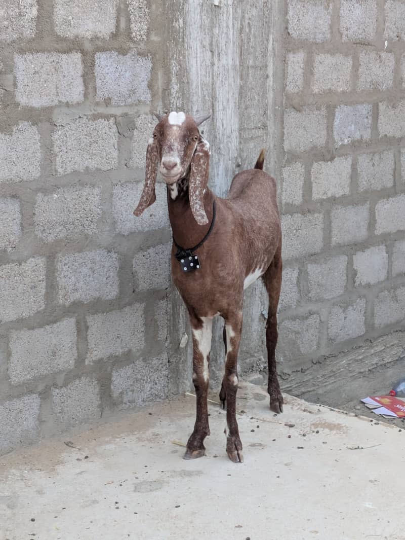 2 dant khassi bakry 4