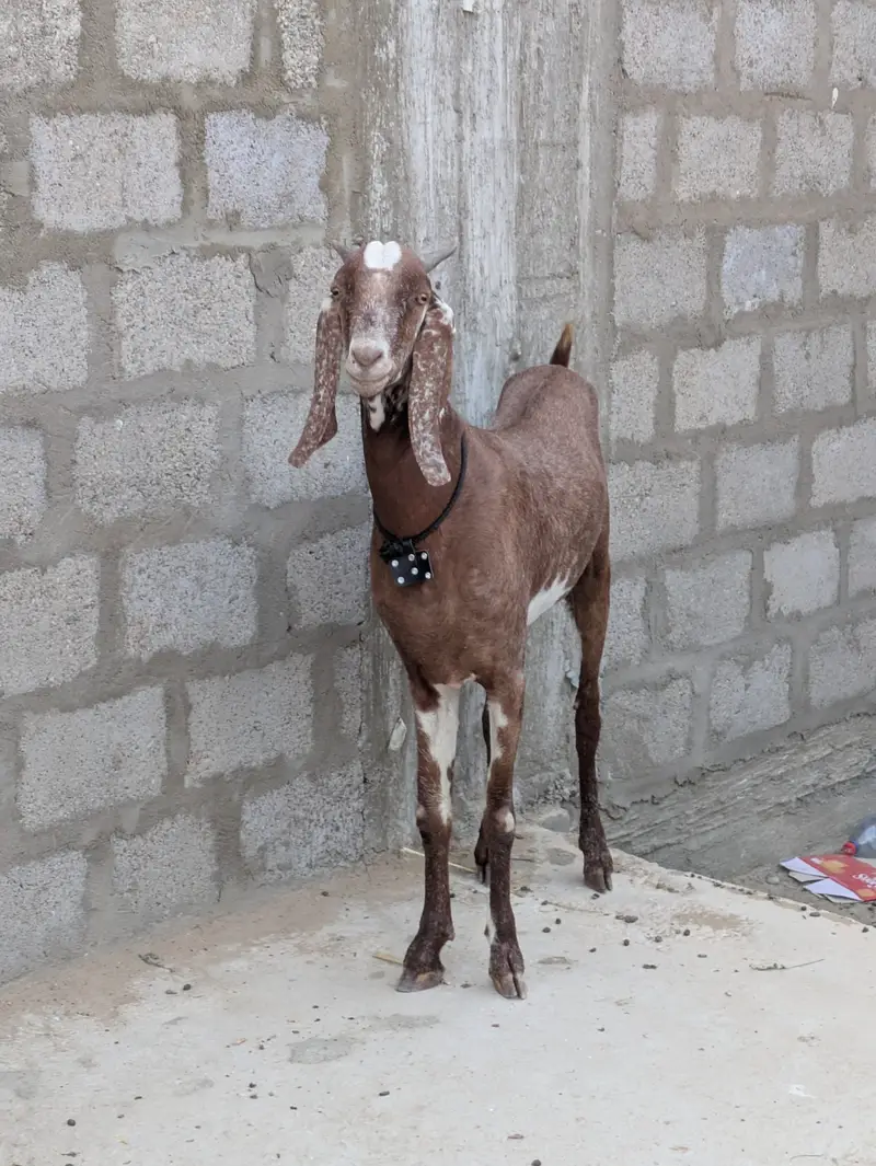 2 dant khassi bakry — photo 5