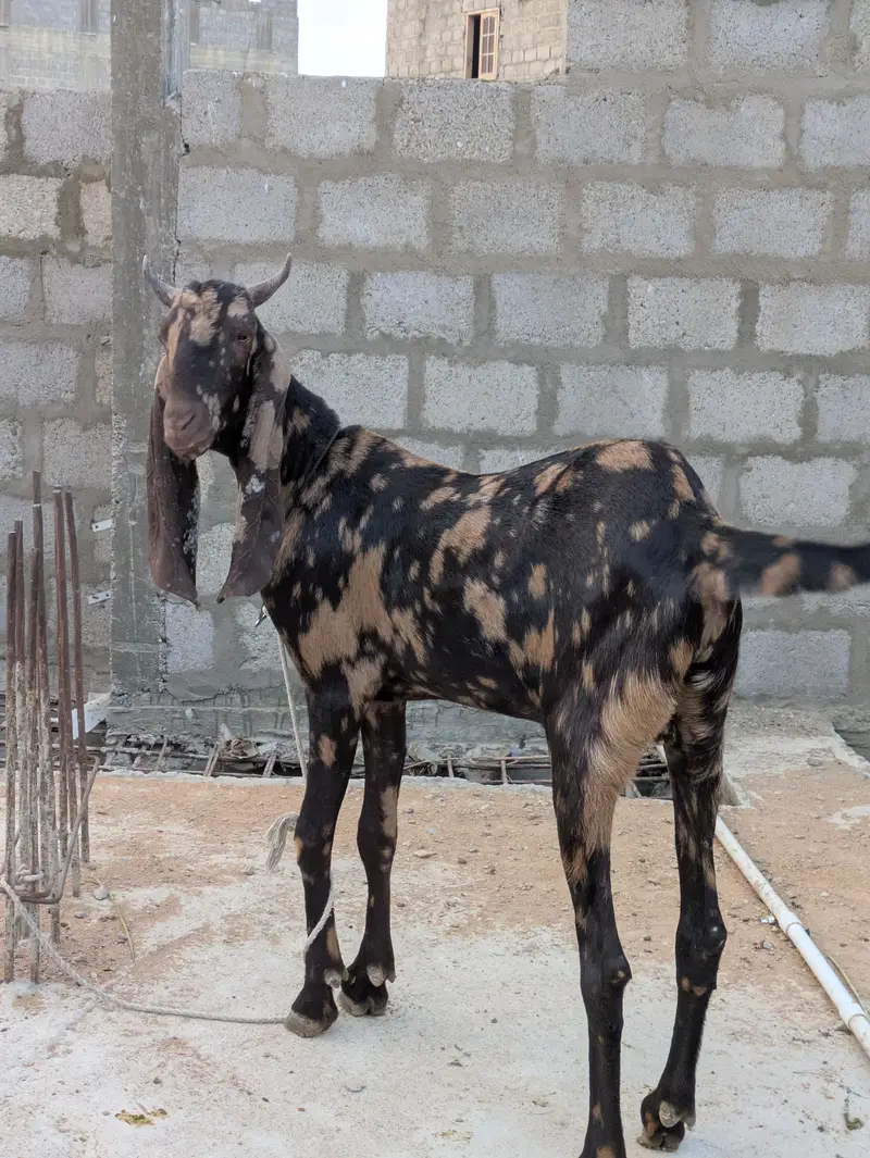 2 dant khassi bakry — photo 6
