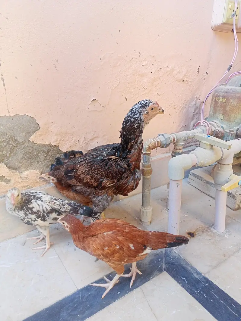aseel with chiks — photo 2