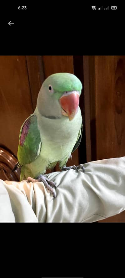 Raw parrot hand tame 0 bite Female best for breeding fully trained