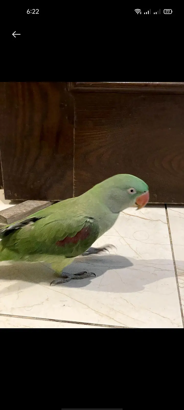 Raw parrot hand tame 0 bite Female best for breeding fully trained — photo 2