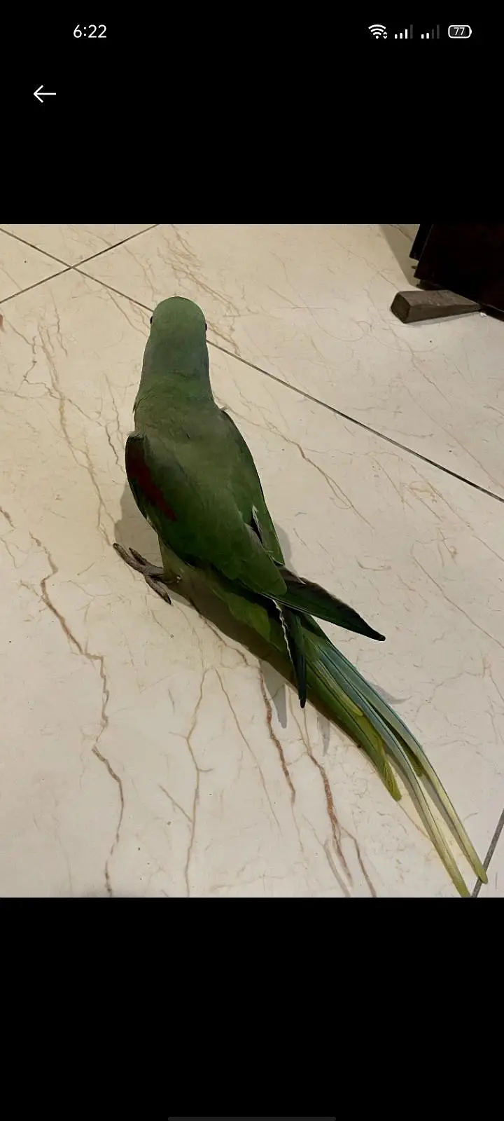 Raw parrot hand tame 0 bite Female best for breeding fully trained — photo 3