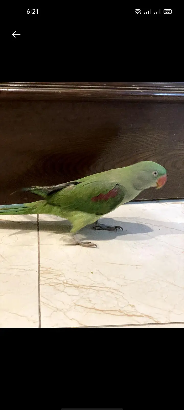 Raw parrot hand tame 0 bite Female best for breeding fully trained — photo 4