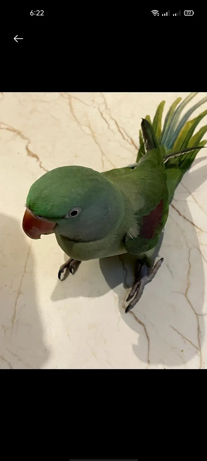 Raw parrot hand tame 0 bite Female best for breeding fully trained — photo 5