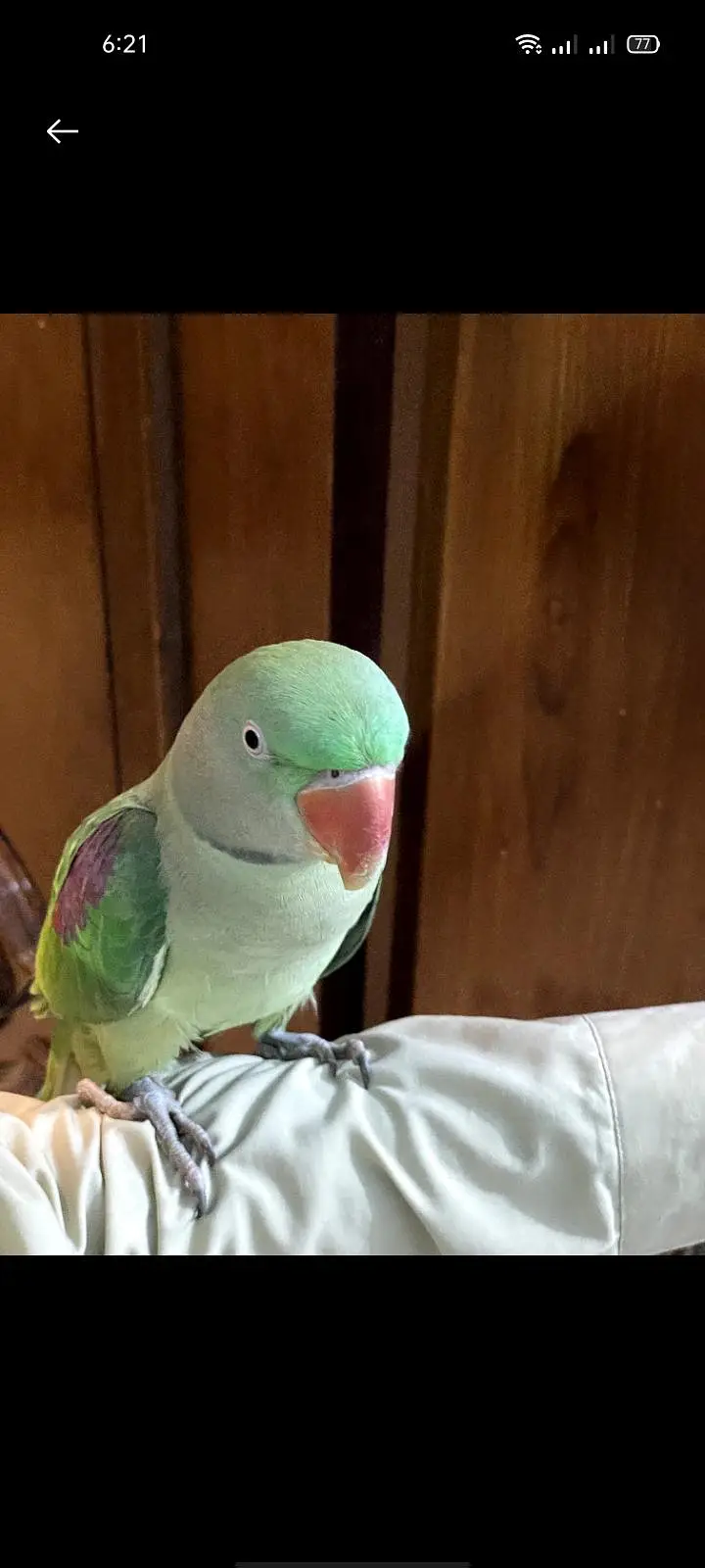Raw parrot hand tame 0 bite Female best for breeding fully trained — photo 6