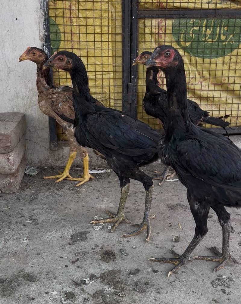 Burmi Pakoye 6
