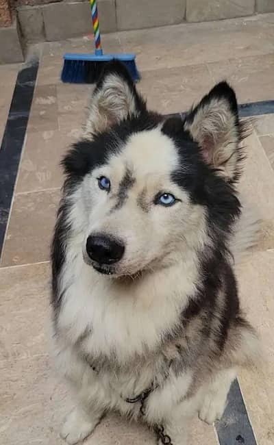 husky dog for sale adult high quality wolly coat dog b
