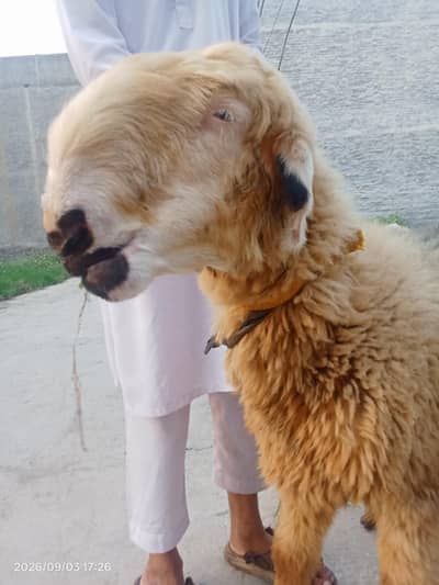mundrii female