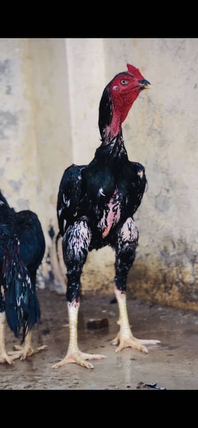High quality birds long hight mazbot birds