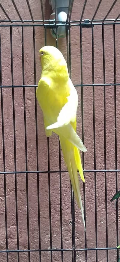 Yellow And Green Ringneck