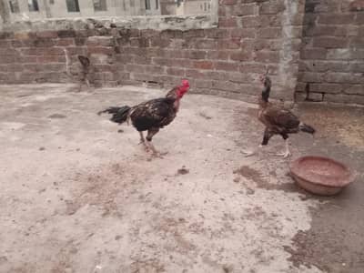 Assel mianwali