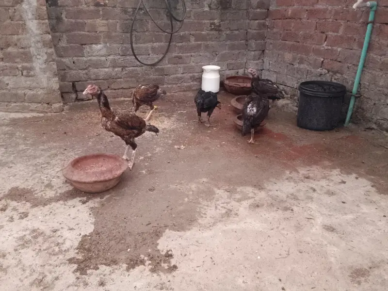 Assel mianwali — photo 2