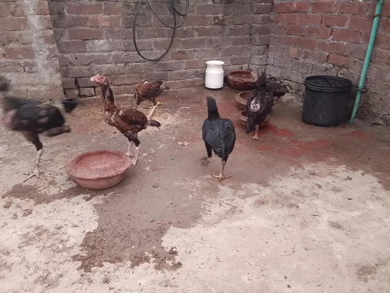 Assel mianwali — photo 3