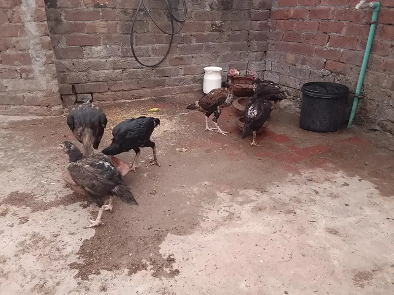 Assel mianwali — photo 4