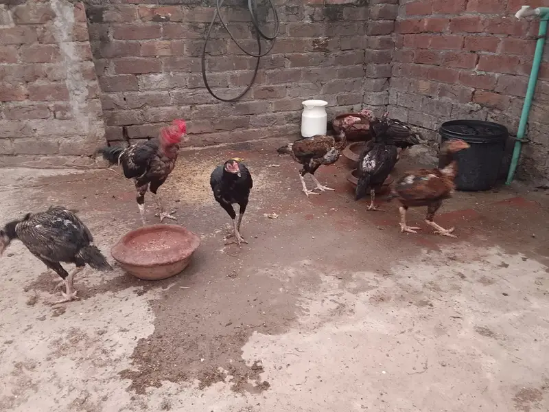 Assel mianwali — photo 5