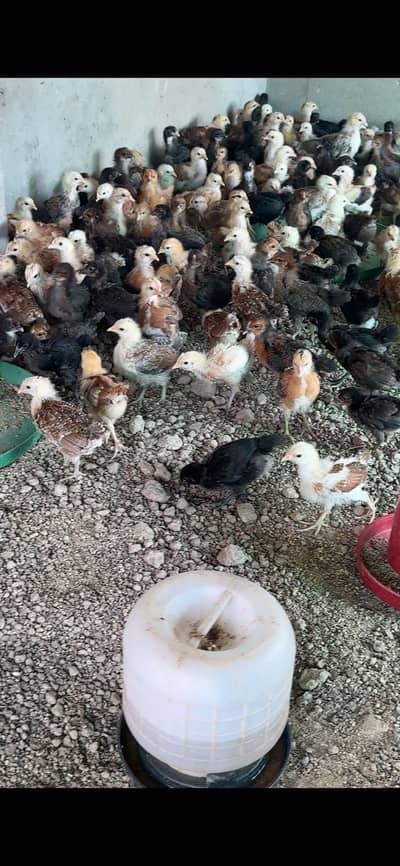 Golden misri chicks