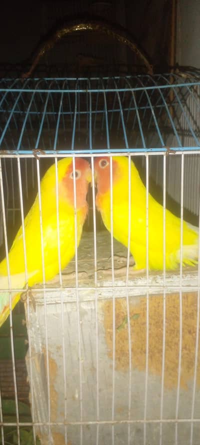 lutino breeder pair